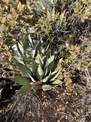 Agave parryi parryi