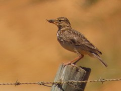 Galerida magnirostris magnirostris