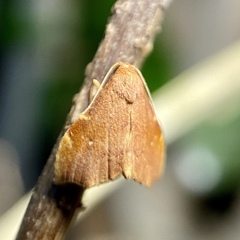 Heterorta plutonis