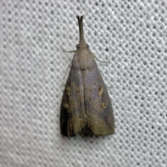 Hypena subvittalis