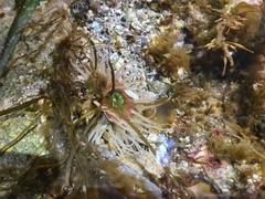 Anthopleura fuscoviridis