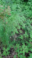 Impatiens parviflora