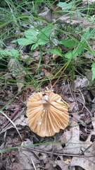 Lactarius subplinthogalus