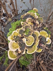 Trametes gibbosa