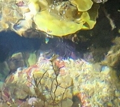 Heliocidaris crassispina