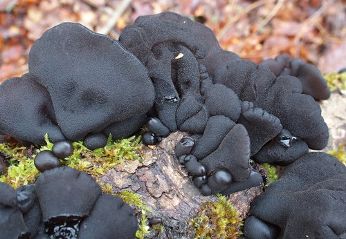 Representative image of Exidia