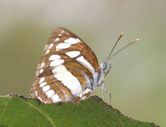Neptis hylas varmona