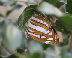 Neptis hylas varmona
