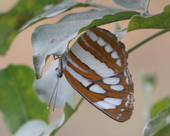 Neptis hylas varmona