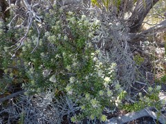 Phylica nitida