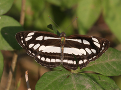 Neptis hylas varmona