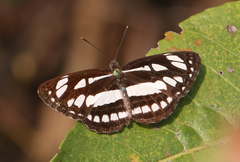 Neptis hylas varmona