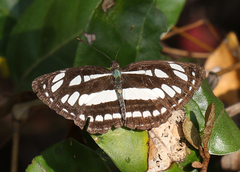 Neptis hylas varmona