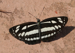 Neptis hylas varmona