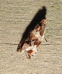 Olethreutes versicolorana