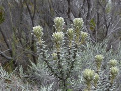 Phylica nitida