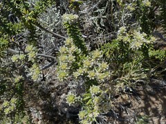 Phylica nitida