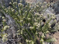 Phylica nitida