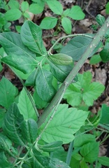 Euonymus europaeus