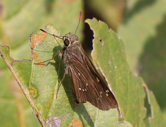 Pelopidas conjuncta narooa