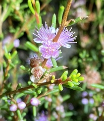 Hypocalymma asperum
