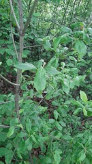 Euonymus europaeus