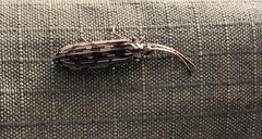 Tenomerga leucophaea