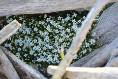 Arenaria pseudofrigida