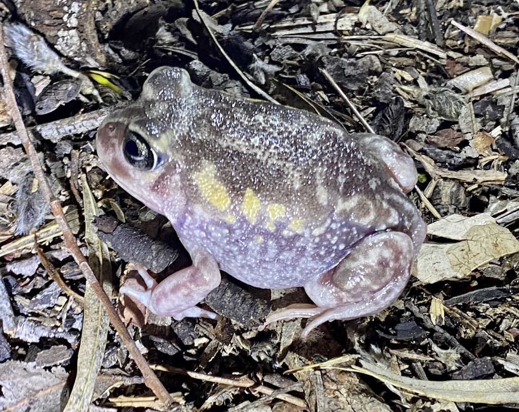 Moaning Frog from Porongurup, WA, AU on February 18, 2021 at 08:27 PM ...