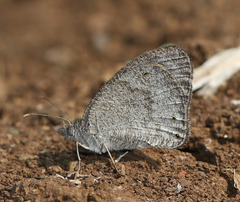 Ypthima asterope mahratta