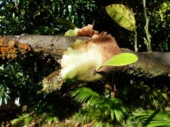 Platycerium alcicorne