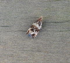 Olethreutes versicolorana