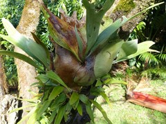 Platycerium alcicorne