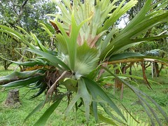 Platycerium alcicorne