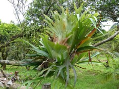 Platycerium alcicorne