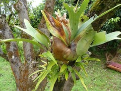 Platycerium alcicorne