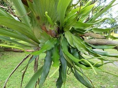 Platycerium alcicorne
