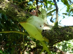 Platycerium alcicorne