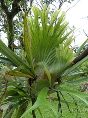 Platycerium alcicorne