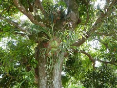 Platycerium alcicorne