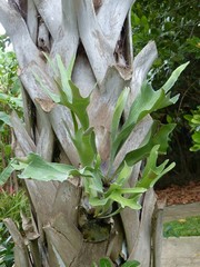 Platycerium alcicorne