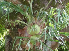 Platycerium alcicorne
