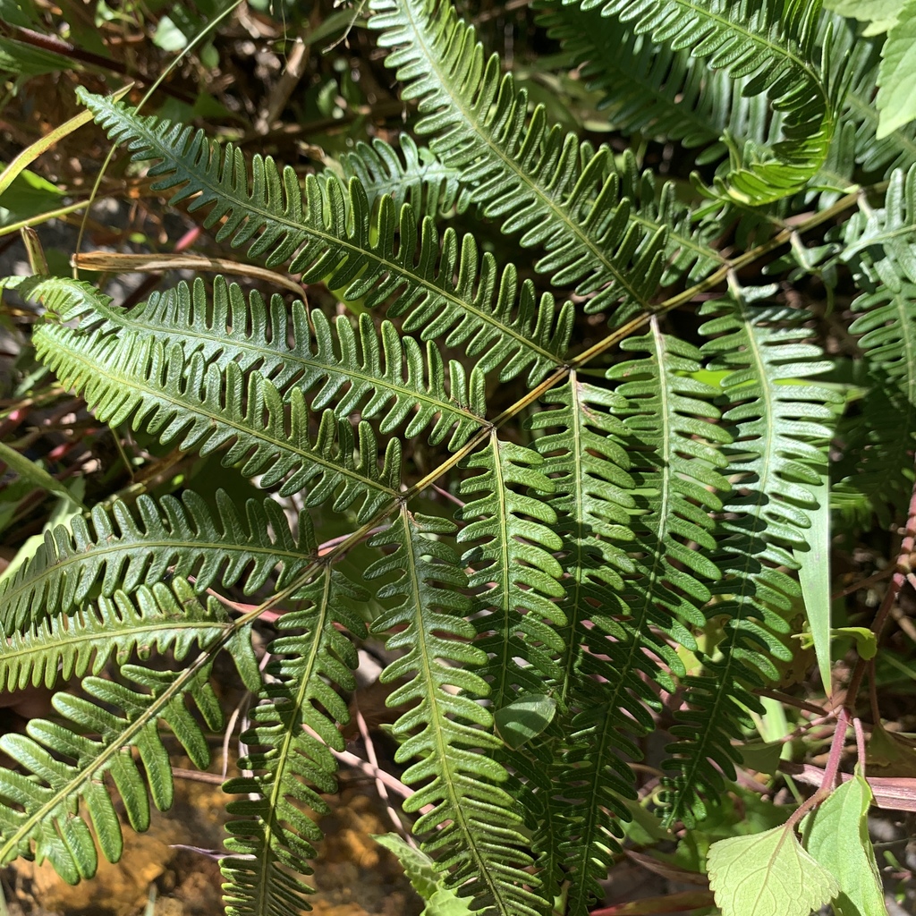 Pteris linearis (Pteris linearis)