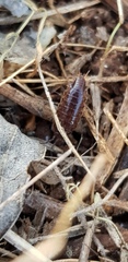 Chaetophiloscia elongata