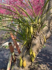Cymbidium dayanum