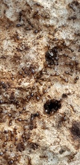 Plagiolepis