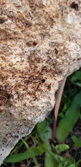 Plagiolepis