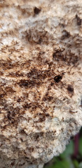 Plagiolepis