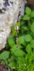 Cyclosa sierrae