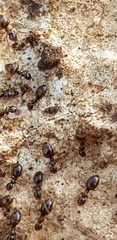 Plagiolepis